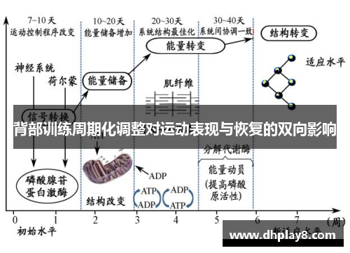 背部训练周期化调整对运动表现与恢复的双向影响